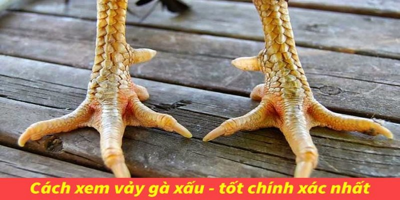 Các Loại Vảy Gà Chọi