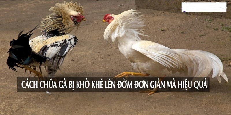 Cách chữa gà bị khò khè lên đờm